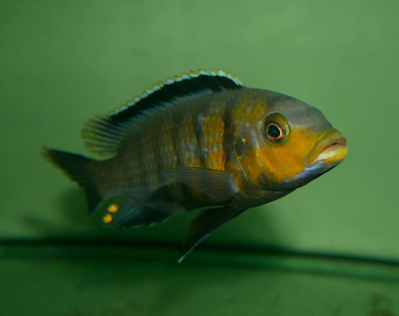 Petrotilapia genalutea 'Hongi Island'